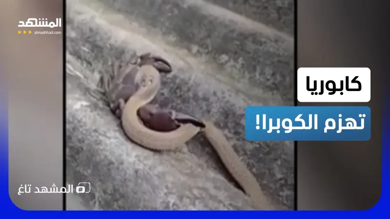 news_suggested_videos_كابوريا تتحدى الكوبرا.. فيديو نادر ينتهي بنتيجة لن تتوقعها أبداً!