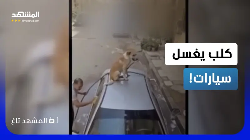 news_suggested_videos_كلب يمسك الخرطوم ويغسل سيارة صاحبه ببراعة!