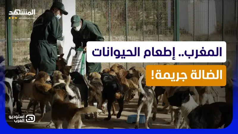 news_suggested_videos_جدال في المغرب.. عقوبات مالية قاسية تلاحق كل من يطعم قطط وكلاب الشوارع!