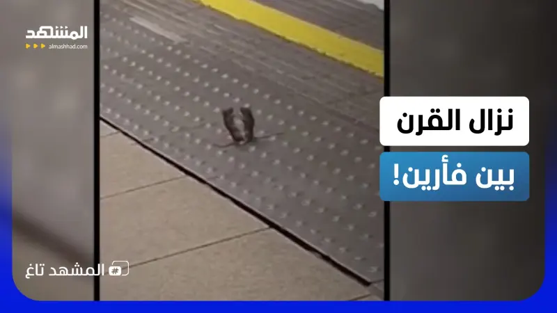 news_suggested_videos_ملاكمة طريفة في لندن.. فأران يتقاتلان والركاب يشجعون!