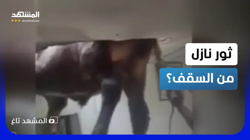 news_suggested_videos_ لحظة خيالية لا تُصدق.. ثور يسقط من سقف منزل في تركيا ويقتحم الصالة