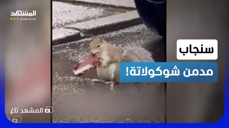 news_suggested_videos_شاهد ماذا فعل بالشارع.. سنجاب مدمن شوكولاتة يثير تفاعلا واسعا!    