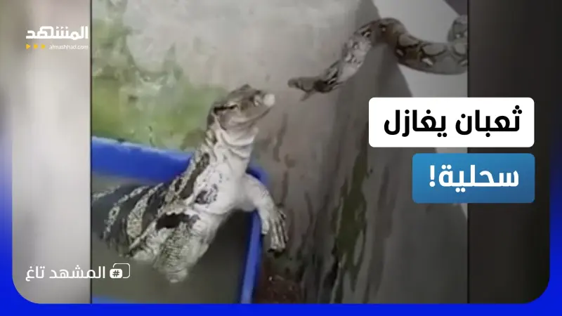 news_suggested_videos_فيديو أسطوري.. ثعبان يغازل سحلية والنتيجة فاقت التوقعات 