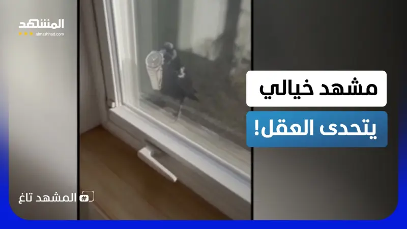 news_suggested_videos_مشهد لا يُعقل.. غُراب يحمل ساعة فاخرة ويطرق نافذة والنهاية صادمة