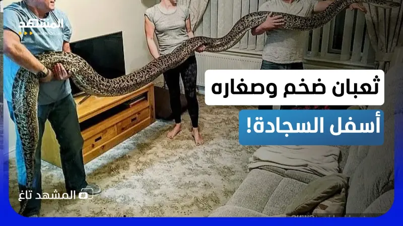 news_suggested_videos_مفاجأة مرعبة تحت السجادة.. ثعبان ضخم يحمي بيضه وصغاره في وسط المنزل