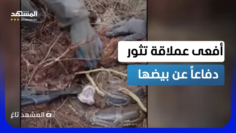 news_suggested_videos_أفعى بحجم مرعب وسرعة خاطفة.. هجوم مباغت دفاعاً عن بيضها  