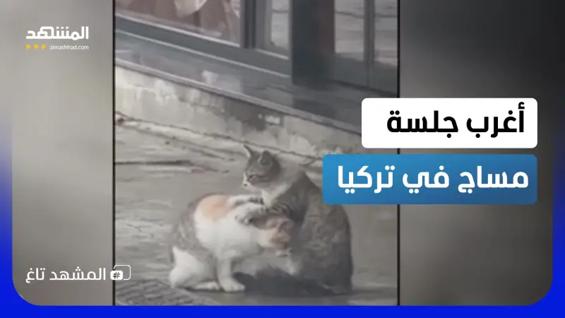 news_suggested_videos_ مساج القطط.. رفاهية خمس نجوم في شوارع إسطنبول